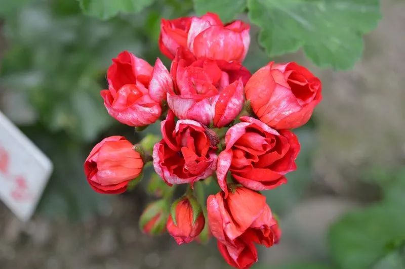 这种花别乱浇水水越多越不开花,这种花不怕冷好养易活