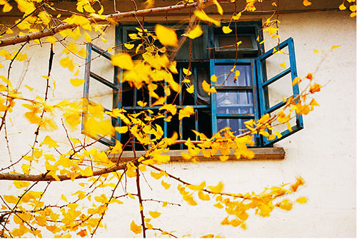 南雄最美银杏,广东美丽的银杏图片