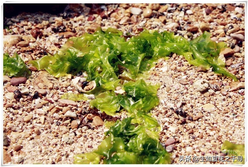 深圳市杨梅坑美人鱼拍摄基地,深圳大鹏杨梅坑美人鱼拍摄地点