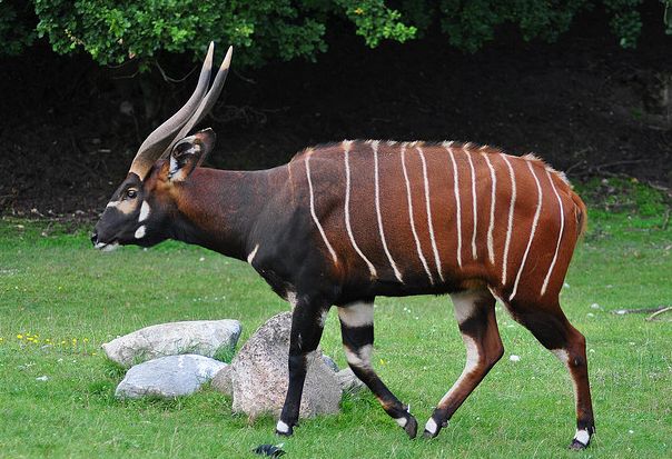 非洲牛科,物种繁多,来认识一下非洲大陆的各种羚羊吧