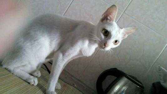 猫咪太瘦怎么办？「科瑞卡科普」