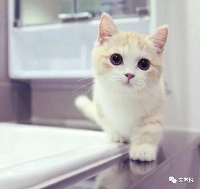 吸引男人幽默风趣的俏皮句子文案,销售幽默风趣吸引人的文案句子