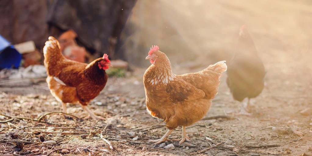 鸡蛔虫有什么特效药治,鸡蛔虫病能用人药治吗