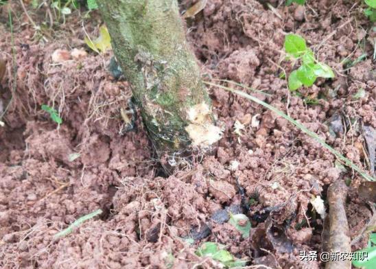 关于橘子的种植小妙招,城固县橘子病虫害