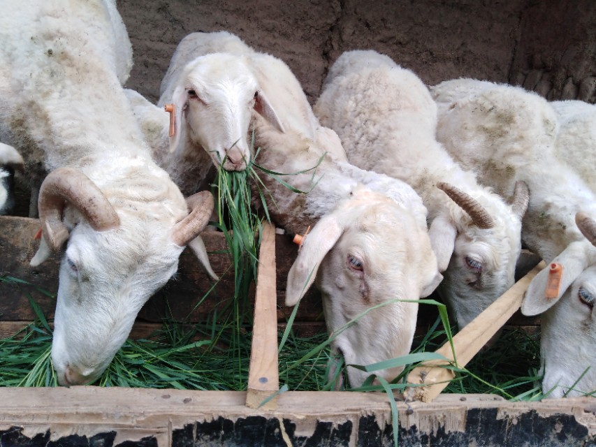 羊价下跌时间已经预测出来,羊价下跌是否能养羊