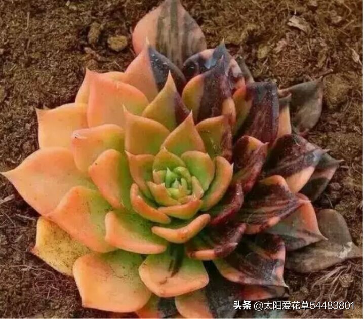 多肉白花韧锦养殖方法,黑王子锦多肉怎么养