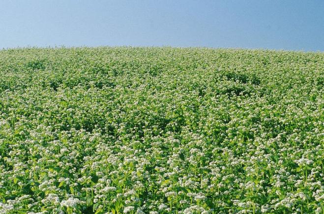 荞麦的栽培种植技术有哪些,种荞麦最高产量一亩能产多少公斤