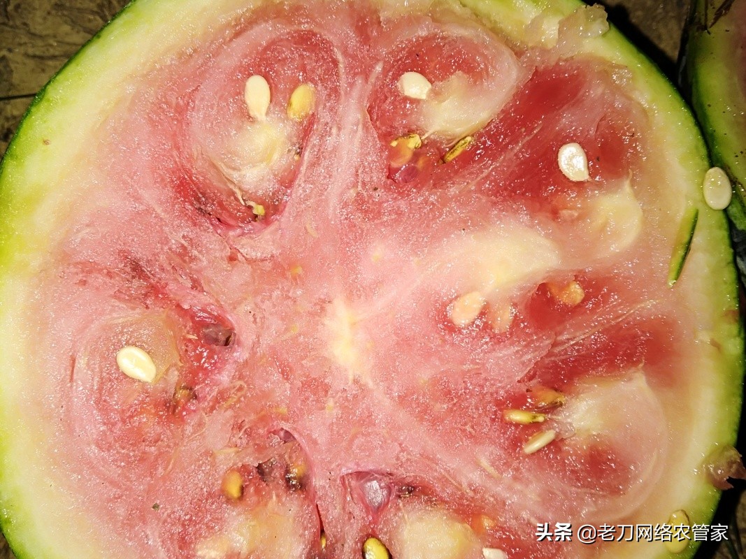 西瓜黄带,西瓜黄的原因