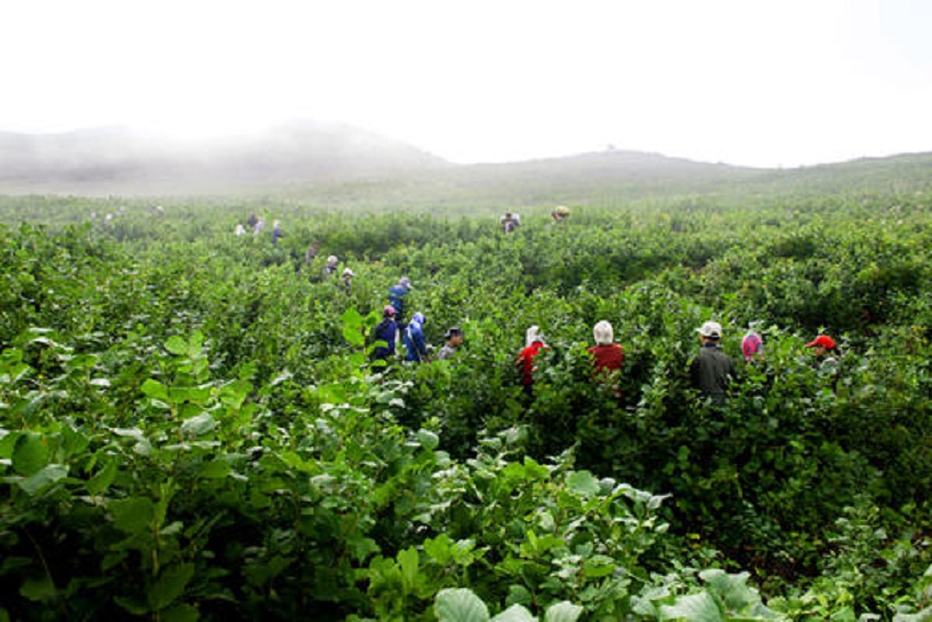 榛子怎么种植才能结果,大榛子种植要点