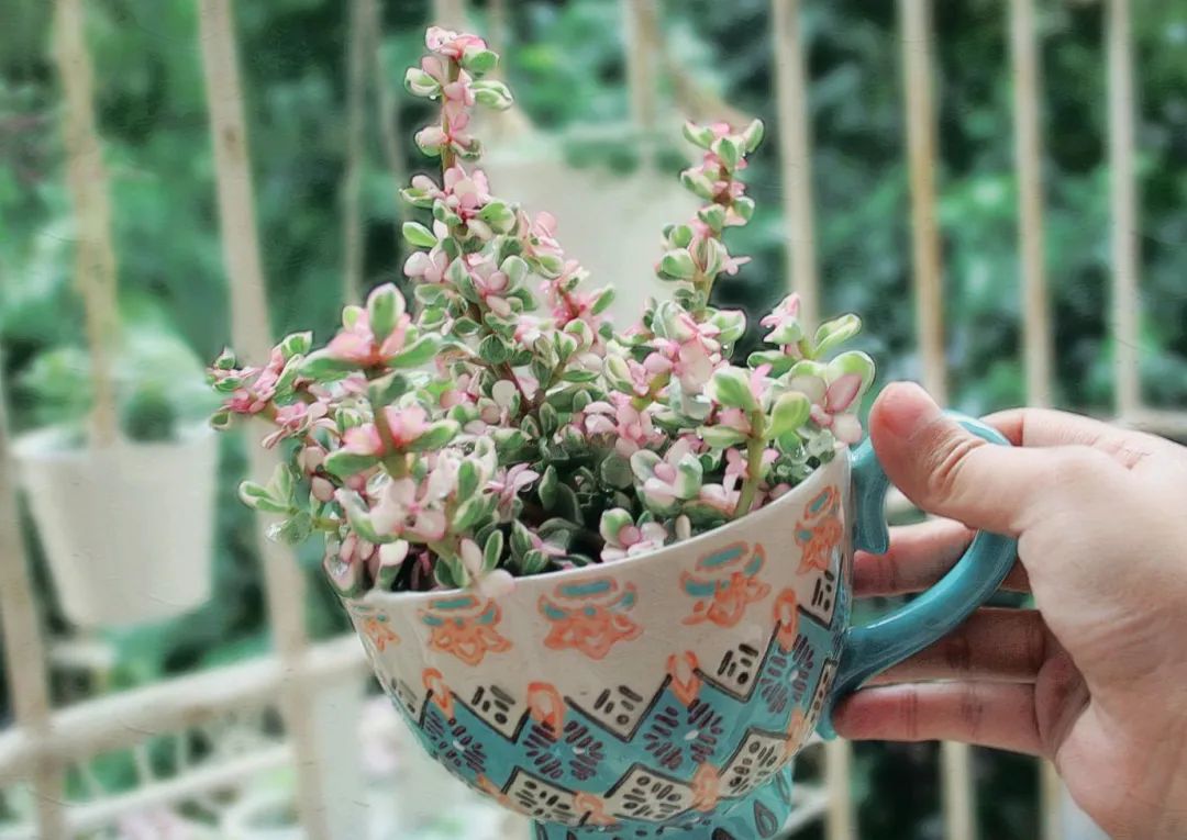 雅乐之舞多肉怎么开花,雅乐之舞多肉怎么才会开花