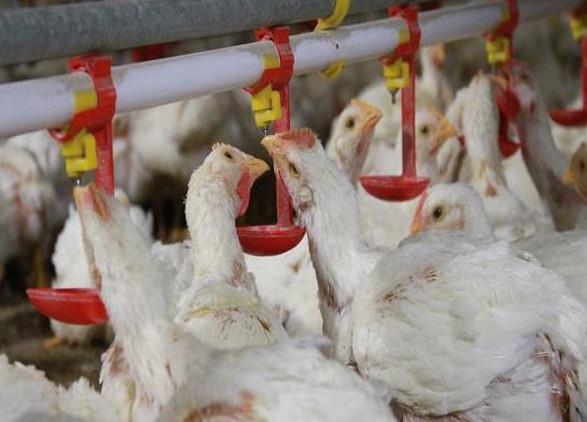 猪流行性腹泻用中药怎么治,养猪换料拉肚子怎么办