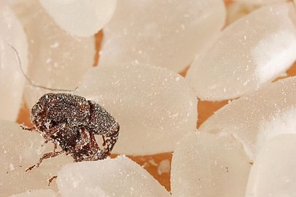 米生虫里面有虫卵,米饭上的虫卵长什么样子