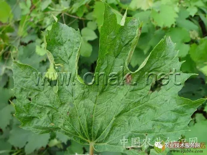 葡萄花前主要病害,葡萄病害图片大全大图