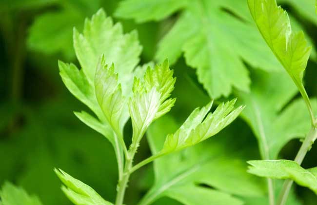 天花是人类唯一战胜的病毒,天花病毒哪年灭绝的