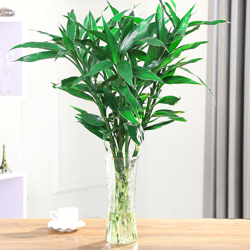 水培富贵竹子烂根,水培富贵竹叶子有点黄怎么办