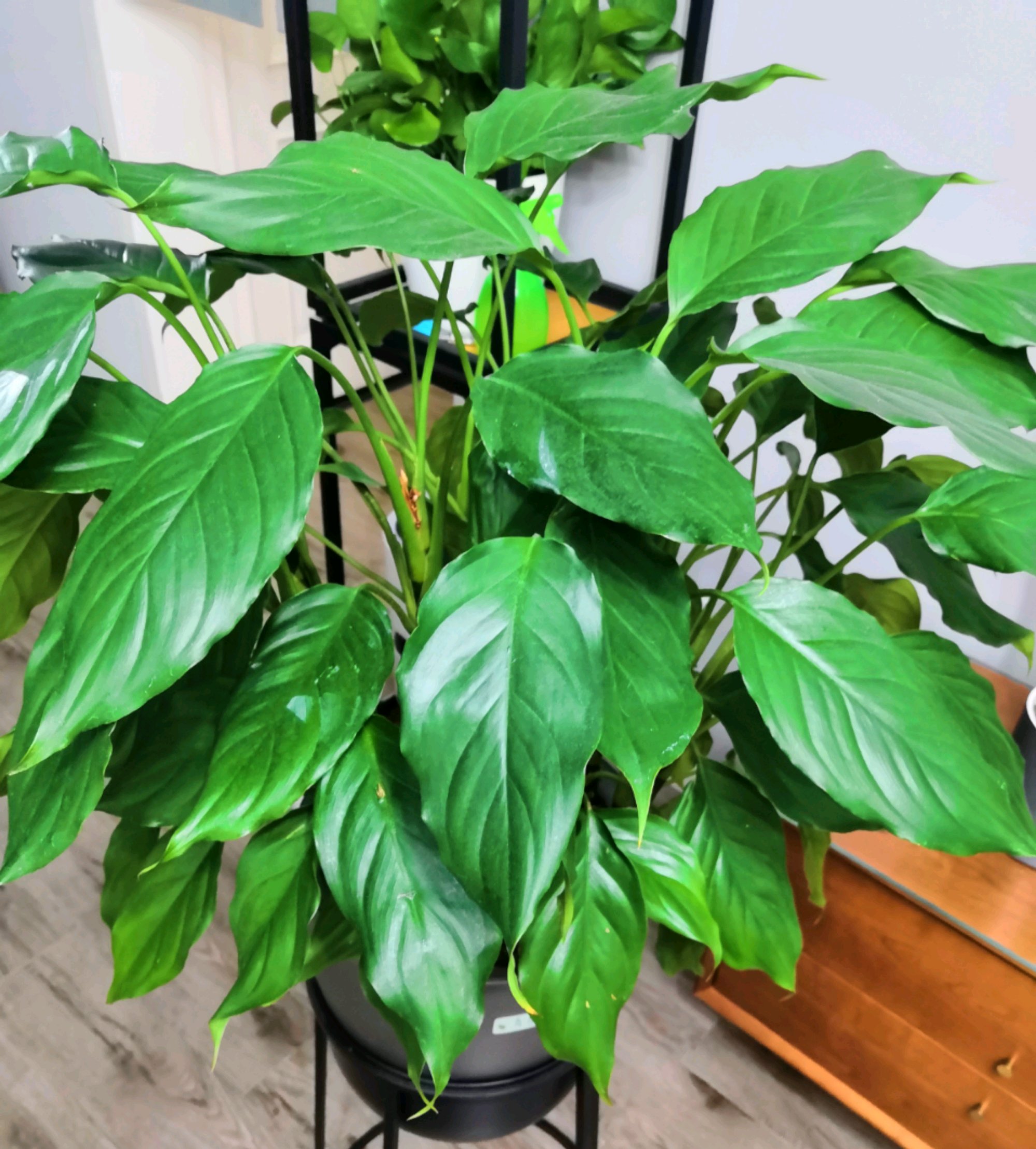 万年青叶子都枯了该怎么修剪,万年青中间干枯怎么修剪