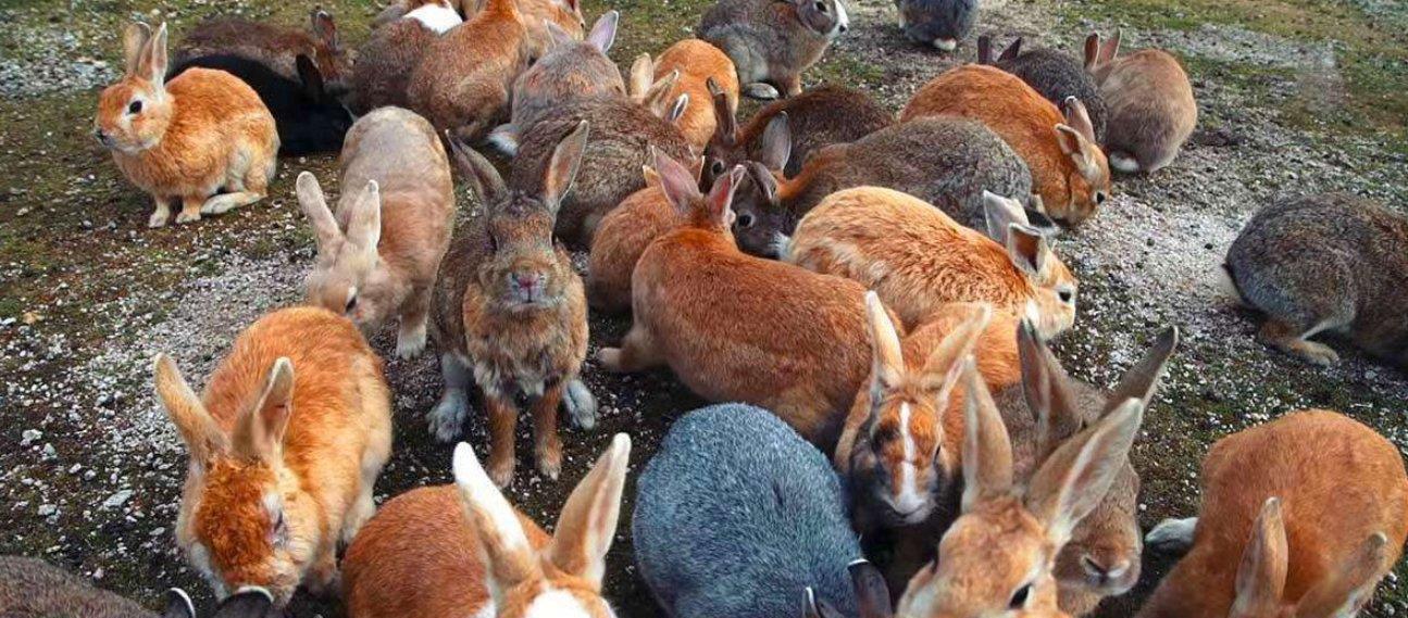 7月1日，海关通报截获29只寄往北京的活体盖罩大蜗牛！危害有多大