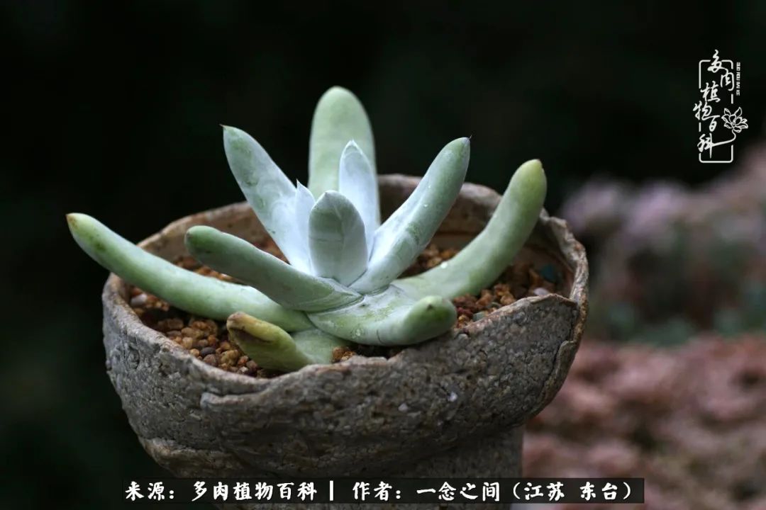 一见多肉误终生,一见多肉误终生从此钱包成路人