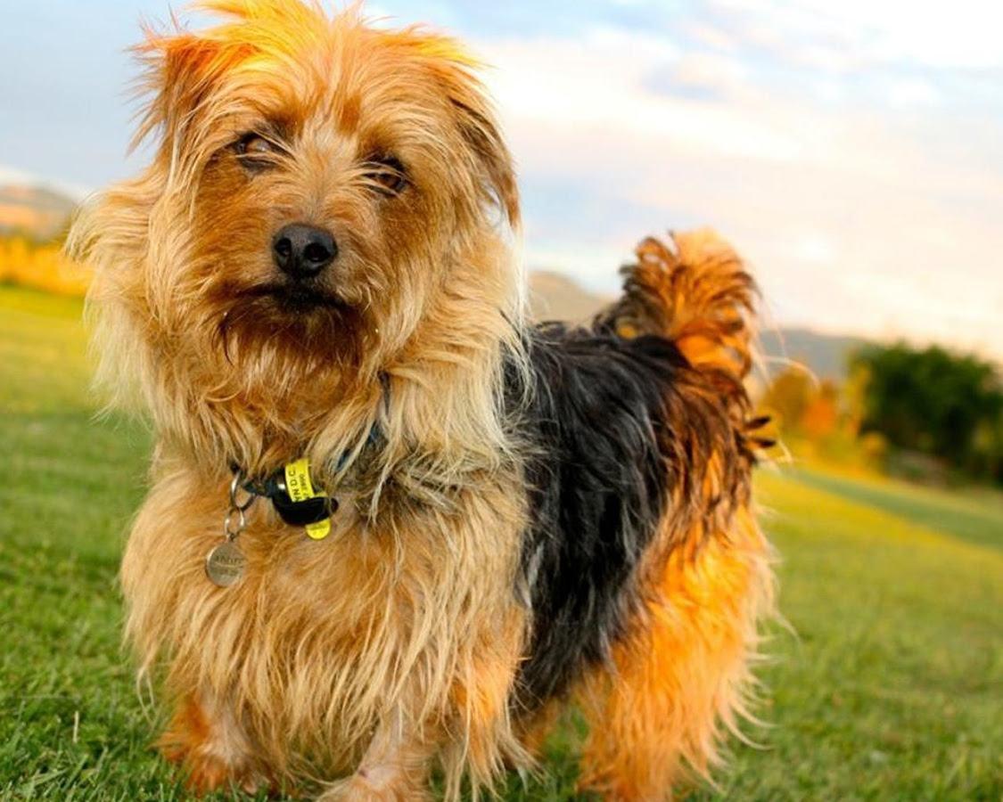 最聪明的十大狗狗品种介绍,史上最全的狗狗品种记得收藏