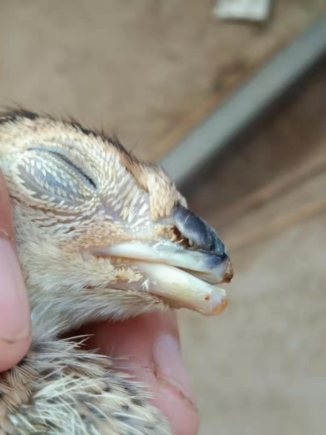 鸡的嘴被削掉了一点会长好吗,鸡的嘴破了怎么办