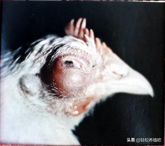 鸡病最佳防治方案课件,鸡病防治的用药技巧有哪些