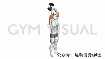 100张肌肉分解图,手臂肌肉的爆发力怎么练