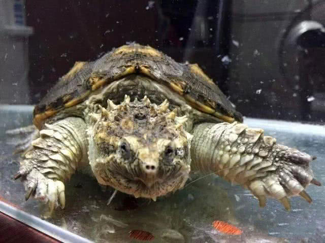 钓了这么多年鱼,有人钓到100多斤的大鳄龟