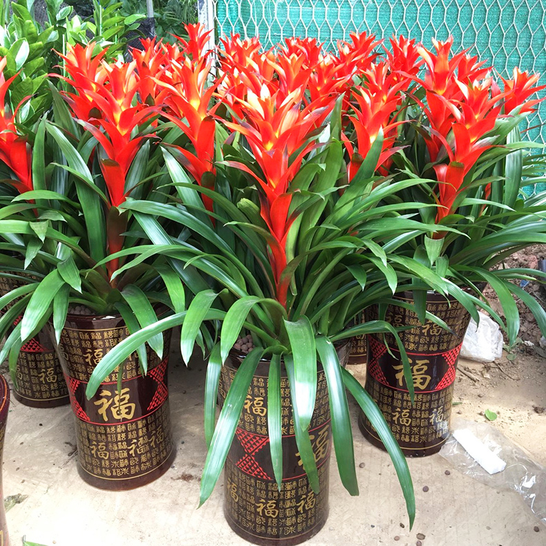 室内可以养的十大吉祥花,最好养的吉祥花有哪些