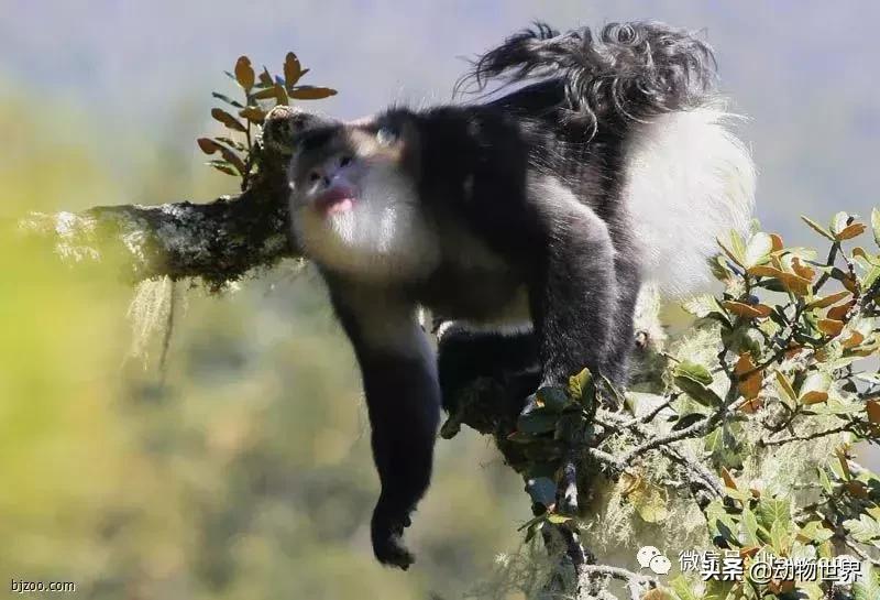 云南滇金丝猴主要栖息地为,中国濒临的动物金丝猴