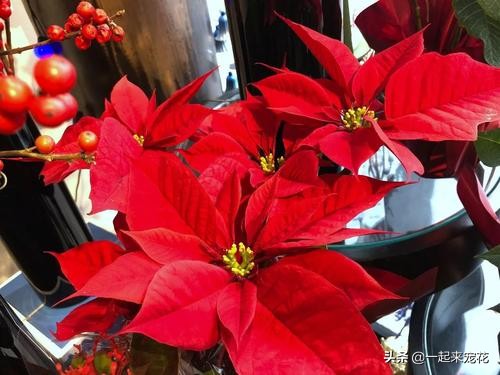 5种花不适合在室内种,5种花不吉利再喜欢也别养在室内