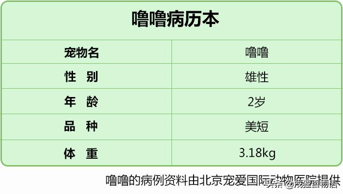 猫咪得了猫瘟如何治愈,猫咪得了猫瘟怎么帮助它挺过去