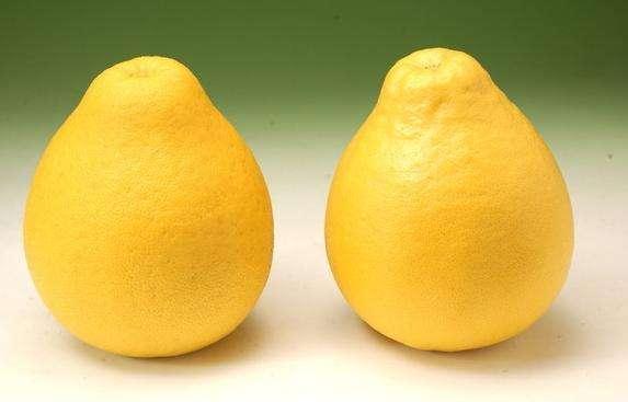 水果商贩,水果摊贩为什么不选椰子卖