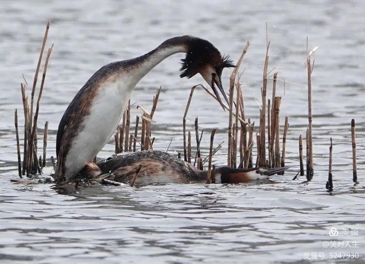 凤头鸊鷉粤语,斑头雁飞得最高的鸟