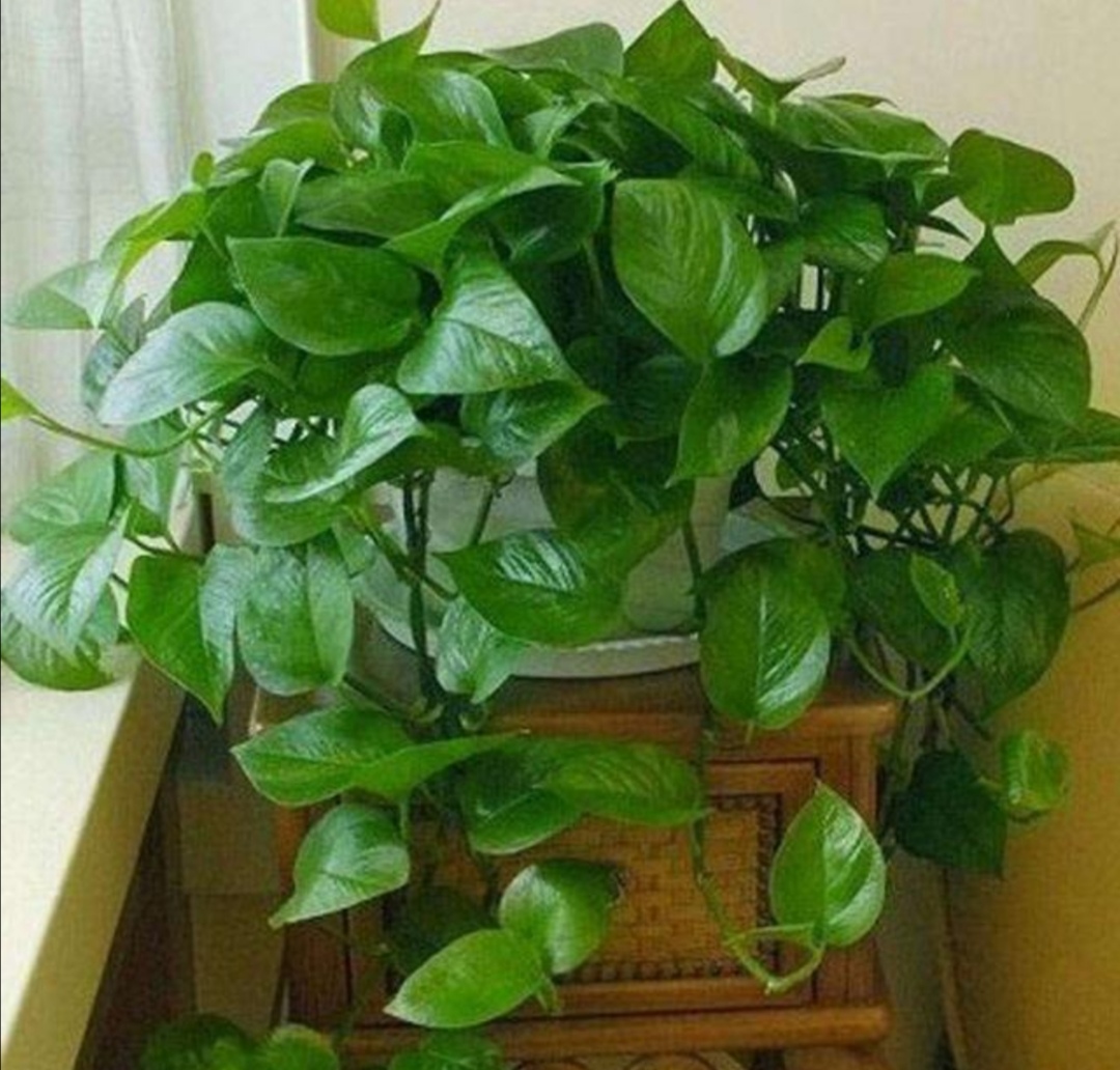 绿萝喜阴还是喜阳几天浇一次水,种植的绿萝喜水吗多久浇一次