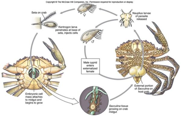 蟹奴寄生在母螃蟹上吗,蟹奴寄生的只有公蟹吗