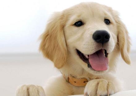 金毛把主人的零食吃了,金毛把糖果和包装吃了