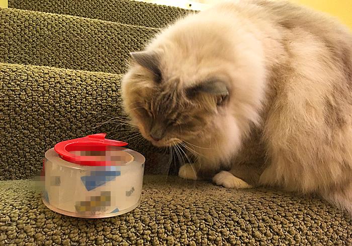 猫咪尿频治疗视频,猫咪尿频治疗药