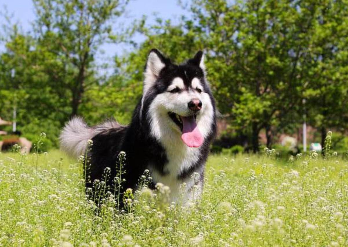 阿拉斯加犬怕鬼,阿拉斯加犬不怕主人闺蜜欺负主人