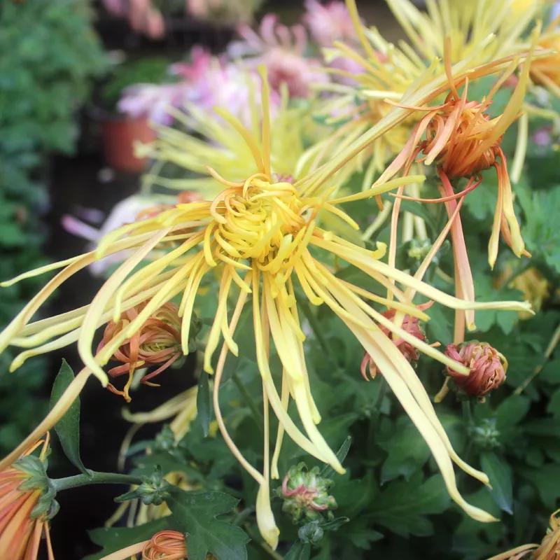 几种吉祥富贵的植物,最适合家里养的十大开花植物