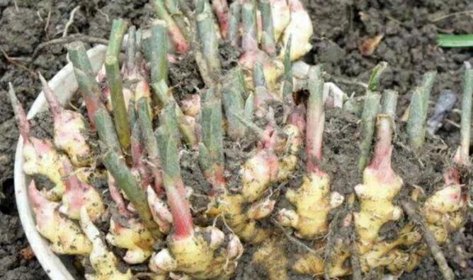 盆栽长出小姜芽需要大水吗,姜芽种在花盆里