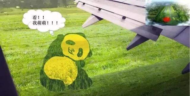 双流空港花田十月份有什么活动,双流空港花田赏花