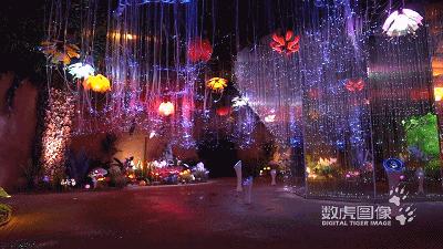 属虎,数虎图像深圳