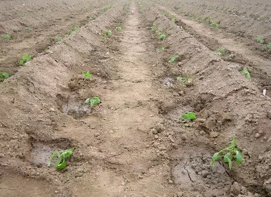 定植后蔬菜管理技巧,如何掌握蔬菜的定植期