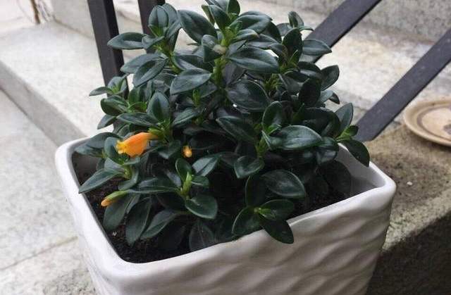 好养皮实的吊兰植物,金鱼吊兰怎么养一年开次花