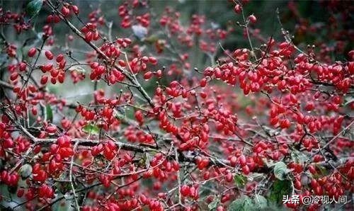 南阳怎样?看完你也会说“中!中!中!”