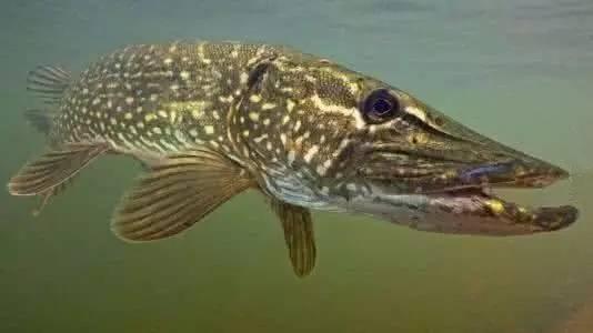 冷水观赏鱼寿命最长的有哪些,寿命最长不吃小鱼的观赏鱼