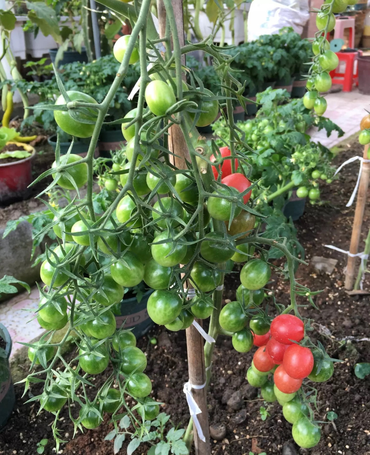 春天种什么蔬菜最简单好吃,春天种什么蔬菜最合适盆栽