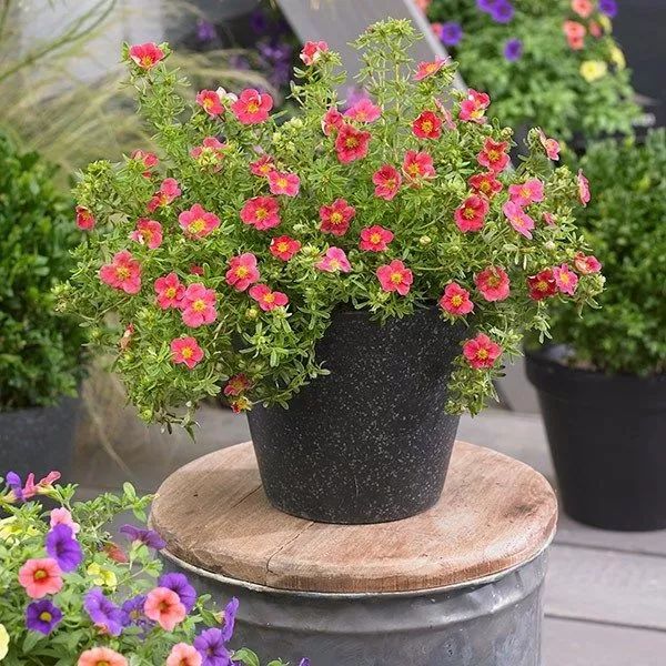 金露花耐寒度,金露梅生长习性