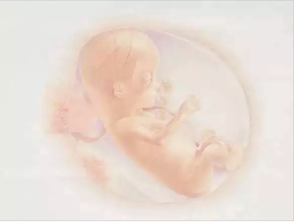 1-40周胎儿发育营养过程图,1-40周胎儿发育孕妈饮食