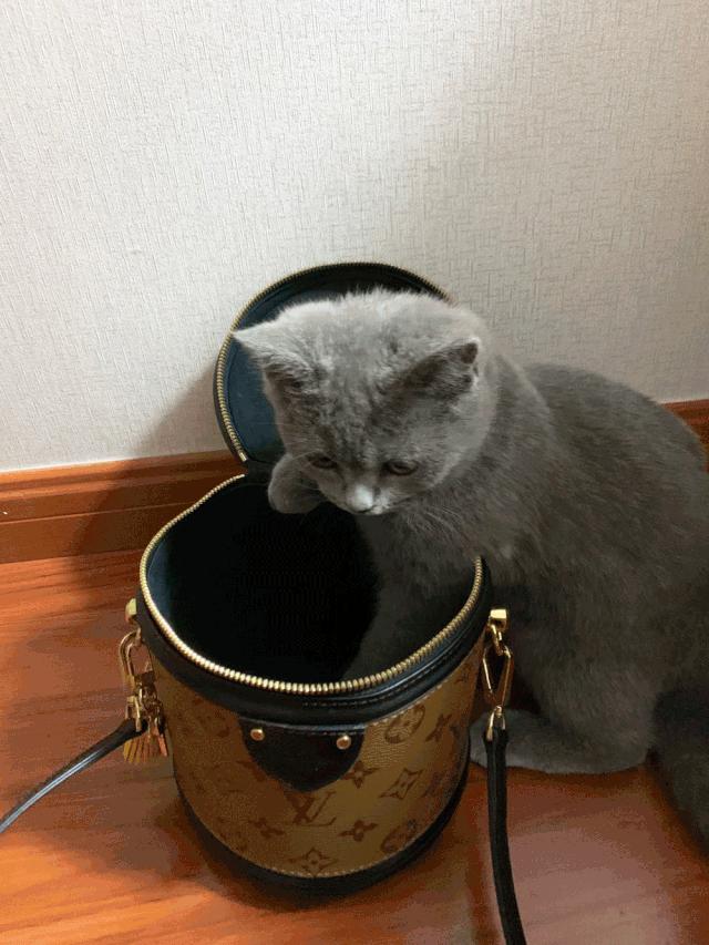 超好看的宠物包,好看又大的宠物包